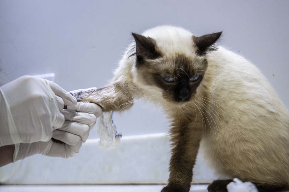 Clínica veterinária pública será lançada na capital