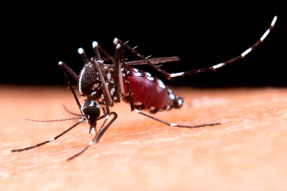 Prefeitura de Nova Mamoré inicia mutirão contra o mosquito aedes aegypti transmissor da dengue