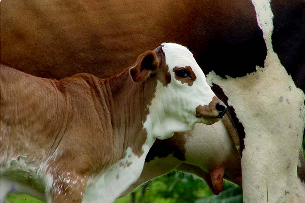 Dia Mundial do Leite destaca produção sustentável