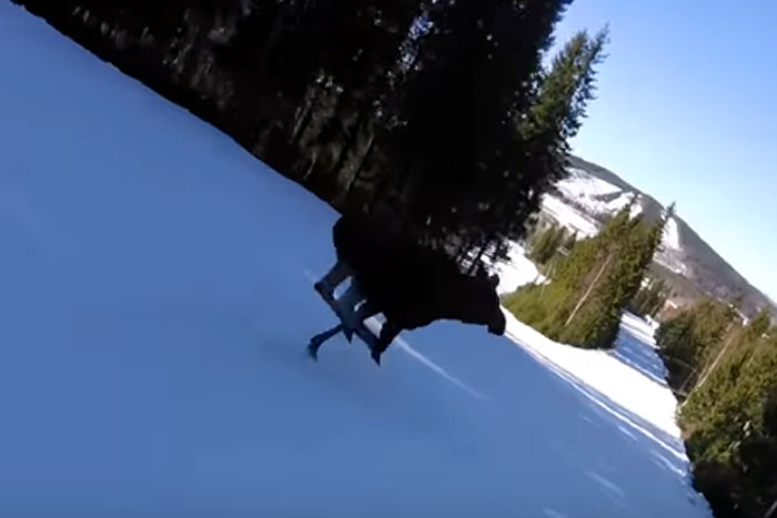 Alce atravessa pista e quase é atropelado por esquiador 