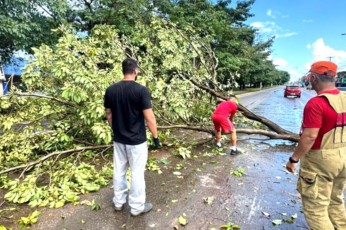 Porto Velho: Saiba como acionar atendimento em casos de risco de queda de árvores