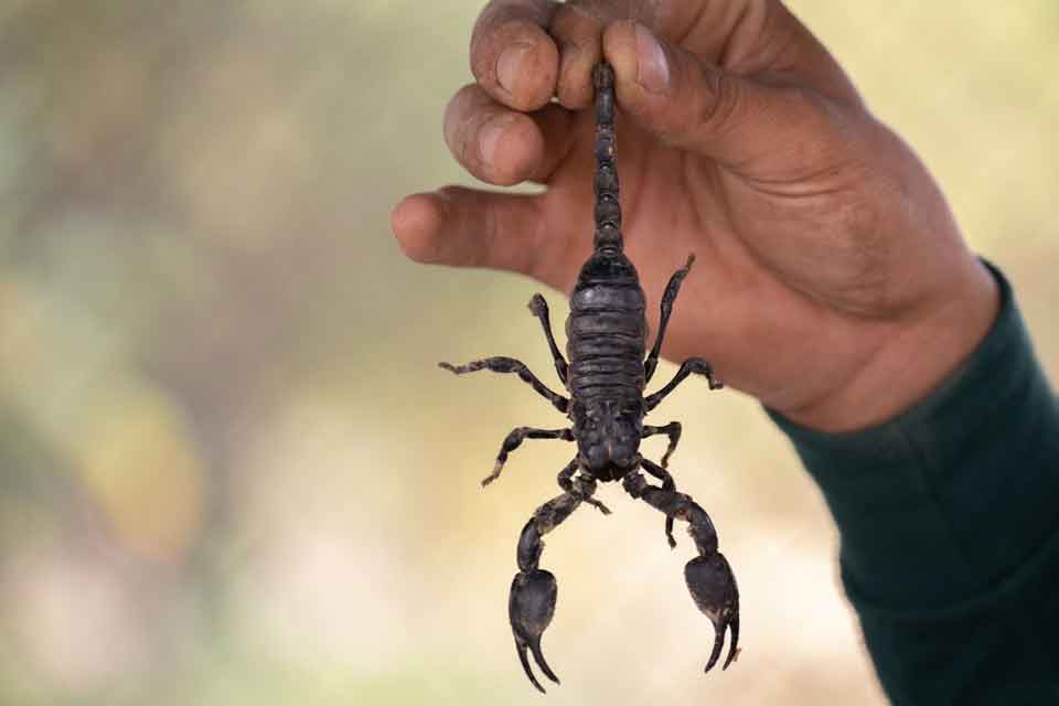 Aumento de acidentes com escorpiões no distrito federal: A importância da dedetização para a segurança da população