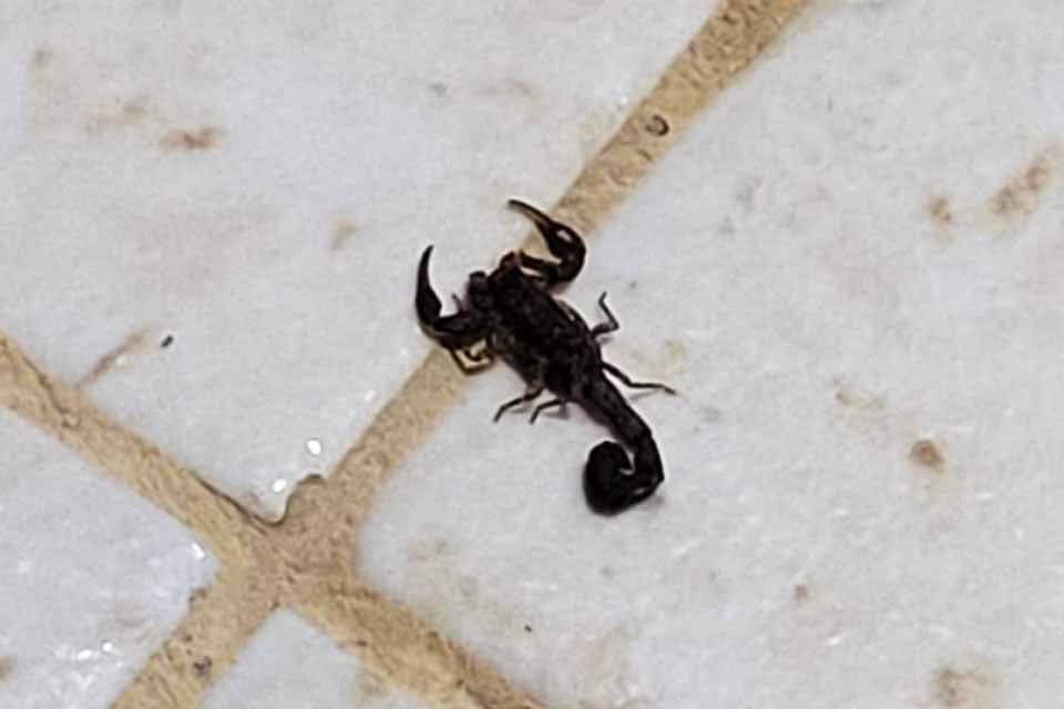 Orientações e vigilância ampliam ações de prevenção do governo de Rondônia contra acidentes com animais peçonhentos