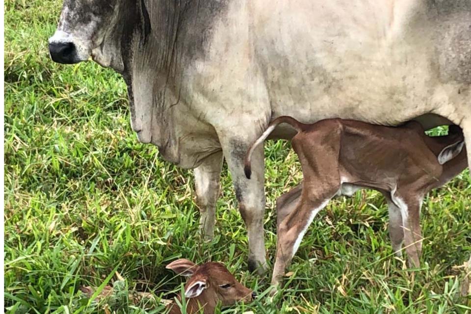 Sitiante é surpreendido com vaca Nelore que dá a luz a bezerros gêmeos