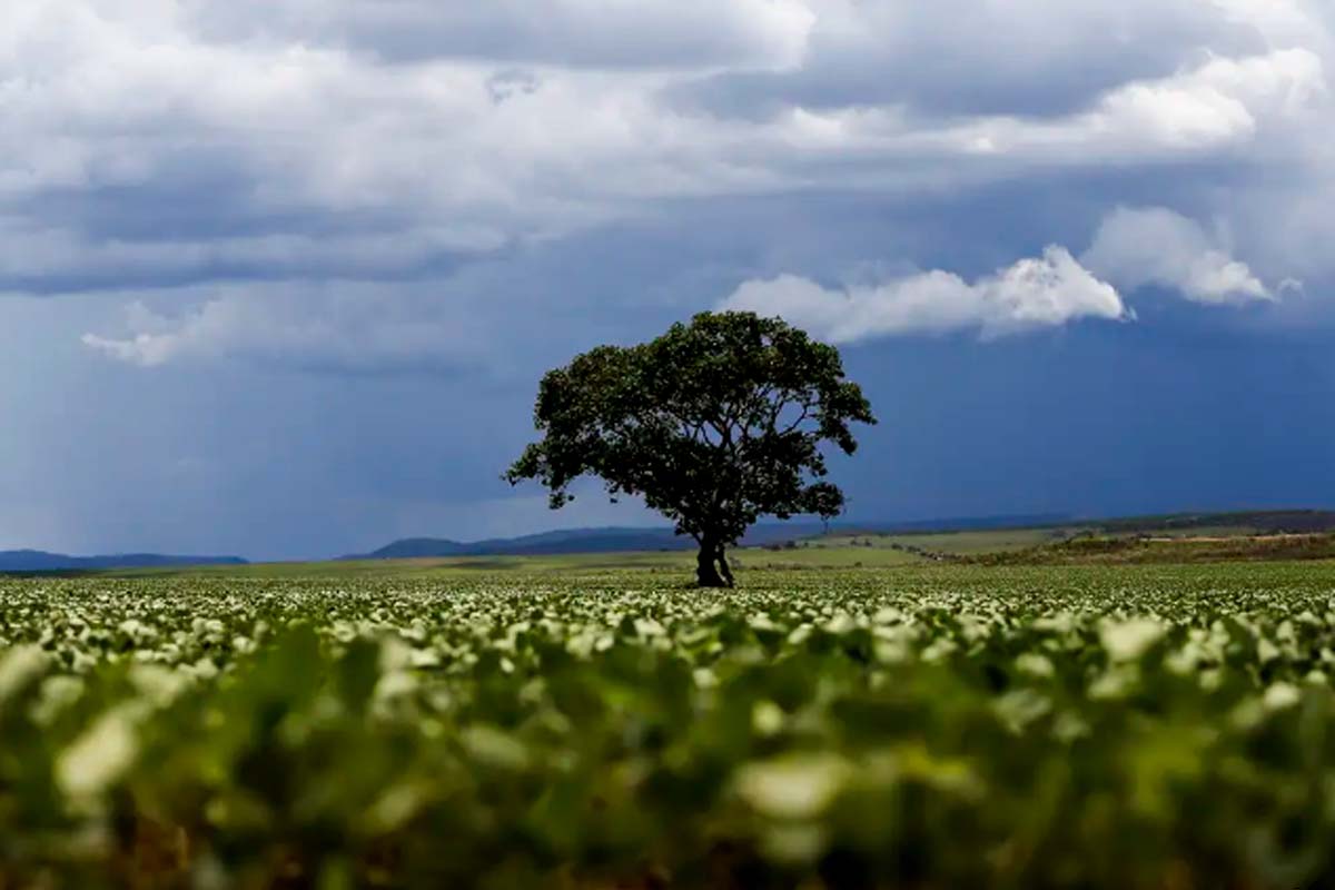 Crédito rural financiou R$ 92,4 bi em áreas com alertas ambientais