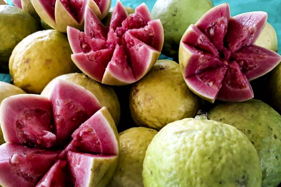 Com 9 mil toneladas, Distrito Federal festeja produção de goiaba