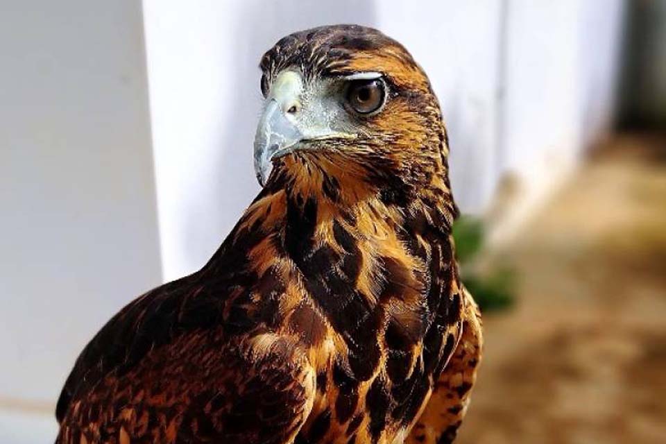 Prefeitura usa gaviões para capturar pombos e limpar espaços públicos, evitando a proliferação de doença durante pandemia