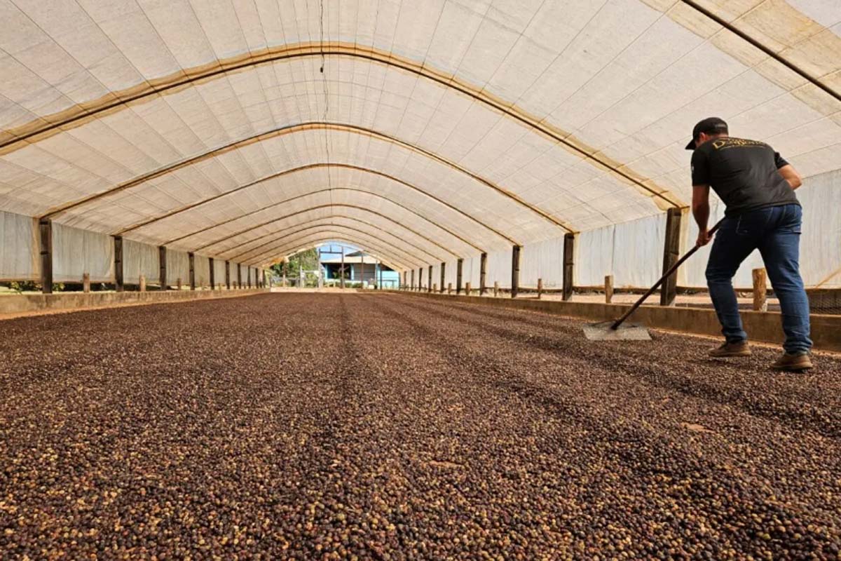 Incentivo do governo de Rondônia impulsiona produção de café e prospera vida e ampliam oportunidades no campo