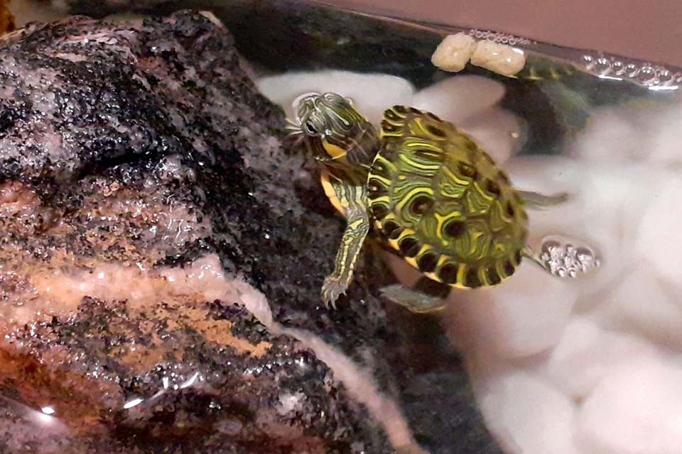 Mais de 100 animais brasileiros são considerados invasores no país