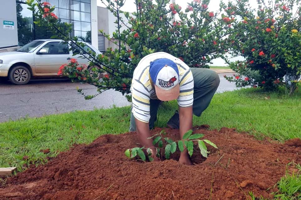 Secretaria de Meio Ambiente arboriza avenidas com mudas de ipê e oiti