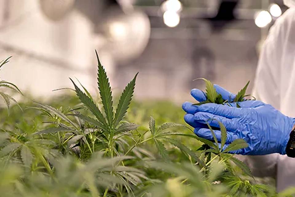 Anvisa autoriza fabricação de novo medicamento à base de cannabis