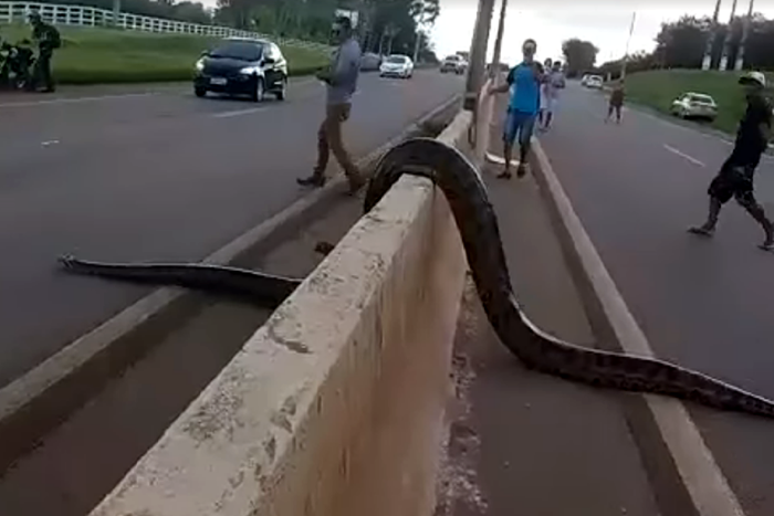 Cobra sucuri é flagrada atravessando BR-364 em Porto Velho 