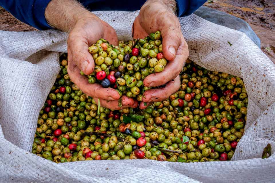 Energia limpa e tecnologia impulsionam a produção rural em Cacoal