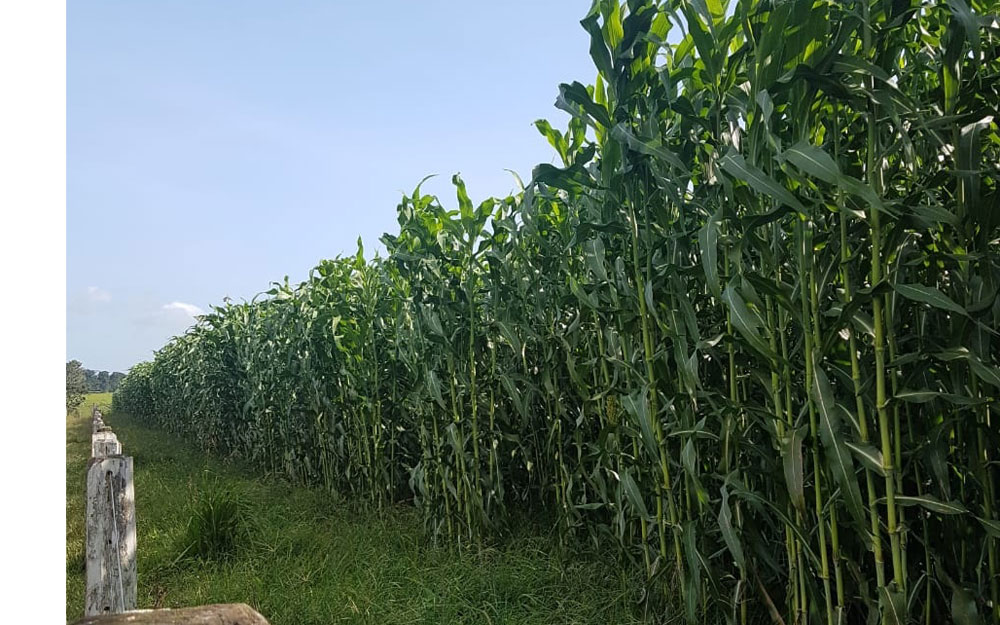Sorgo forrageiro é solução para alimentação do rebanho em Novo Riachuelo