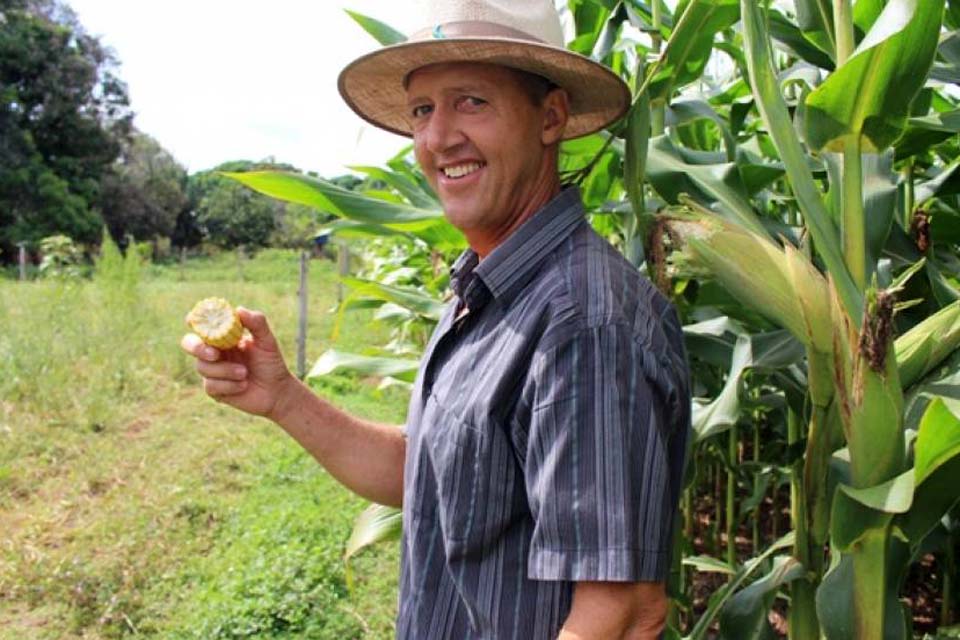 Antes desacreditado pelos produtores rurais, milho agora se torna estrela do agronegócio na região