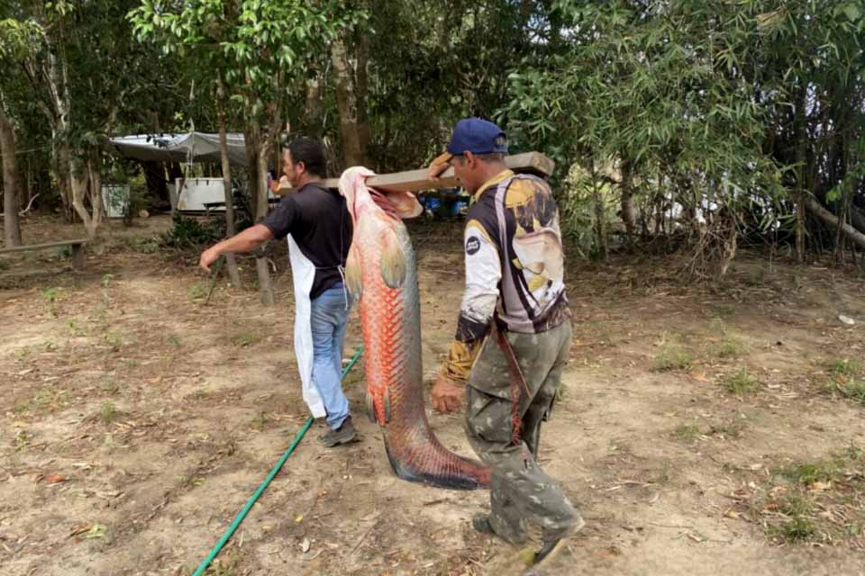 Governo realiza plano de manejo de controle do Pirarucu na Resex de Pedras Negras, em São Francisco do Guaporé