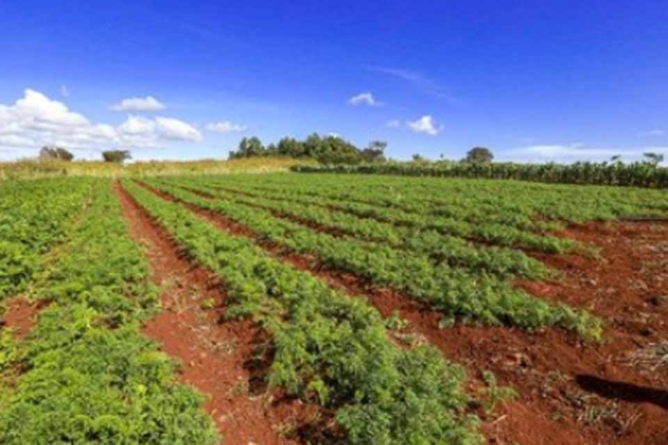 MPF assegura na Justiça moradia de famílias assentadas em área contestada por empresa em Porto Velho (RO)