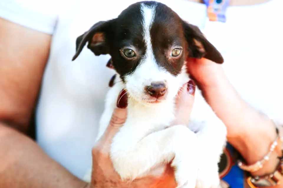 Prefeitura de Vilhena promove Campanha de Vacinação Antirrábica no dia 13 de setembro