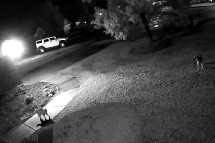 Gato corajoso e valente põe coiote pra correr 