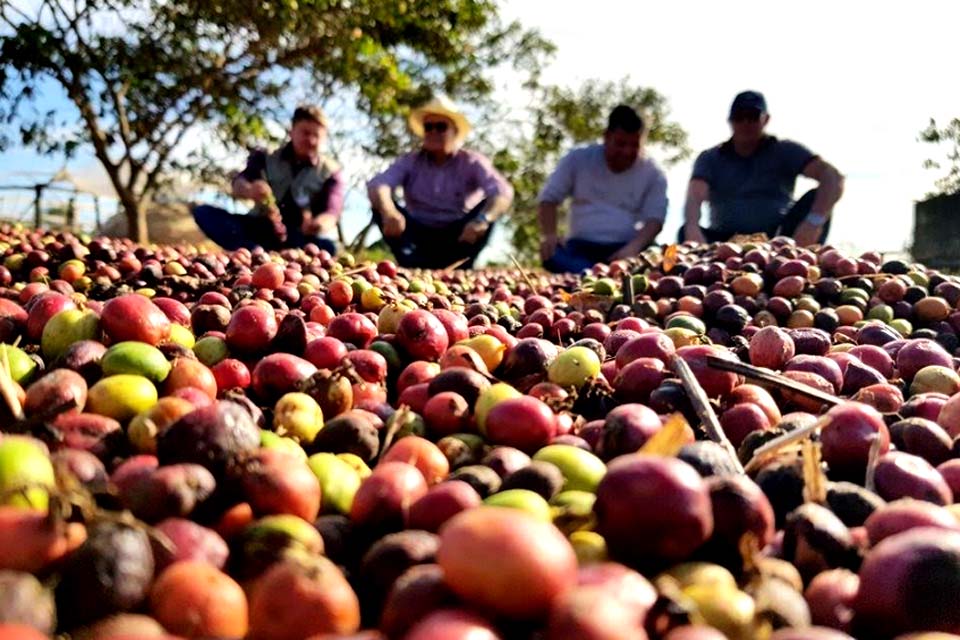 Governo incentiva plantio de café clonal no Cone Sul