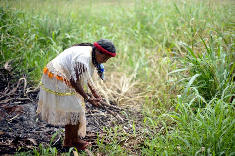 Plantas bem cuidadas alimentam melhor e ajudam o clima, diz movimento