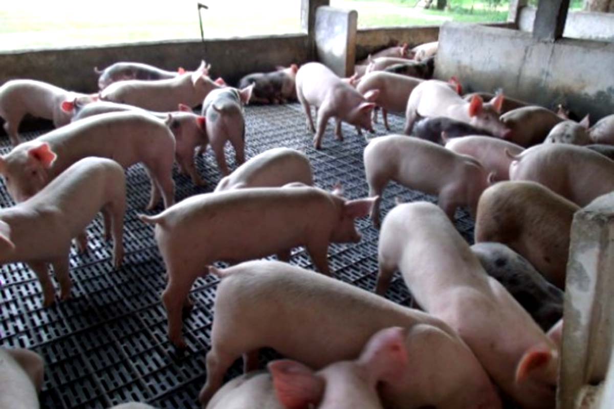 Rondônia viabiliza produção de suínos com foco em mercado e exportação