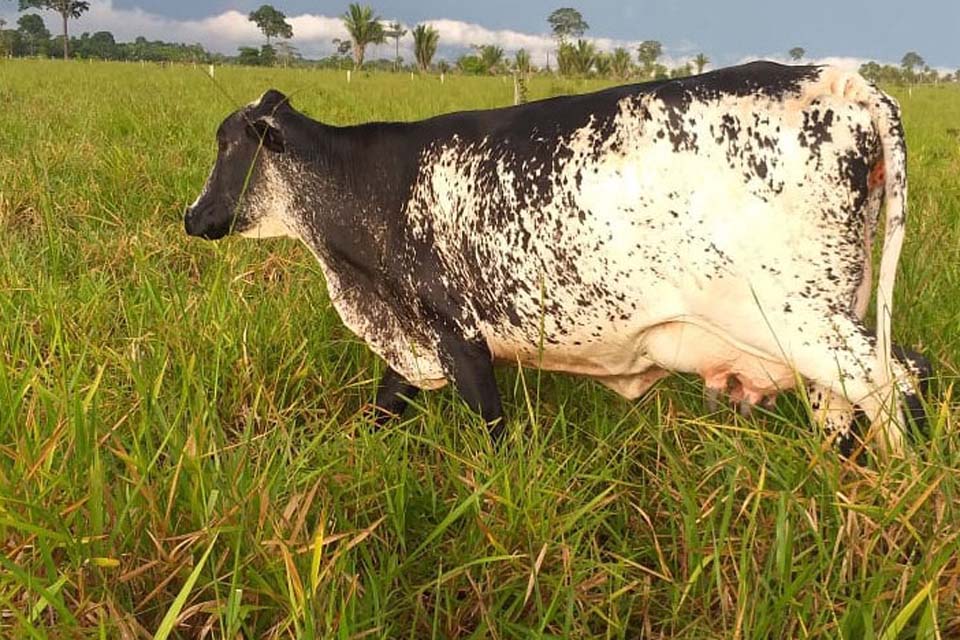 Rebanho leiteiro é destaque na produção de matrizes de genética superior