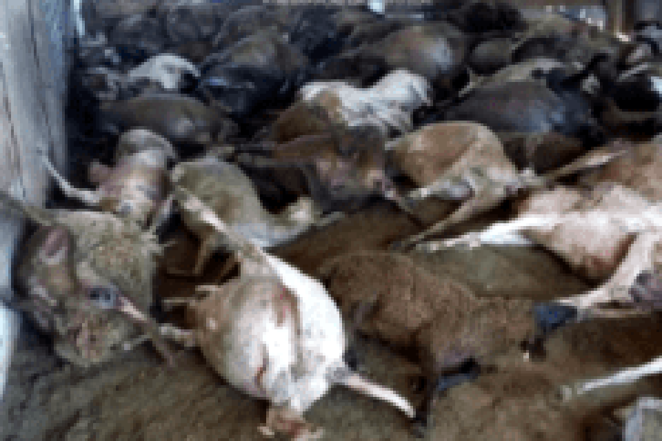 Polícia investiga mortes de 63 caprinos em propriedade rural 