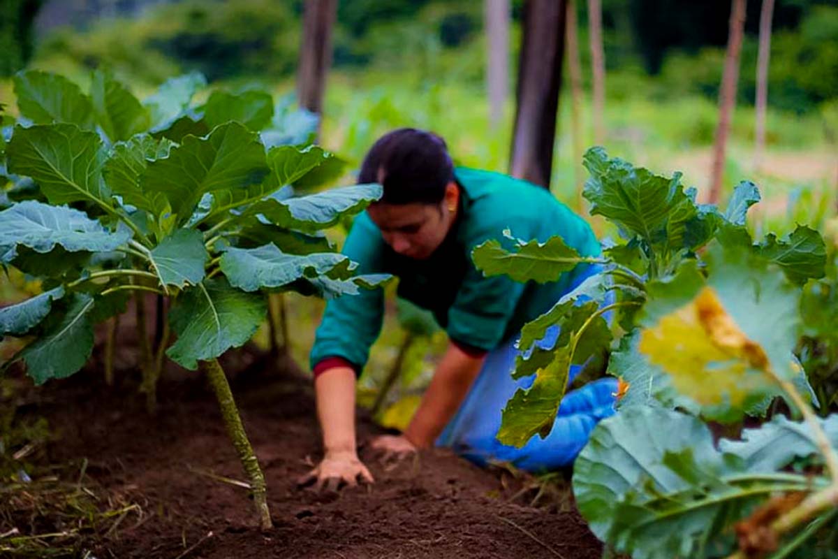 Governo de Rondônia fortalece agricultura familiar por meio do Programa Estadual de Aquisição de Alimentos