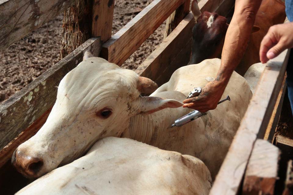 Notificação prévia de gado doente pode evitar prejuízos ao produtor rural