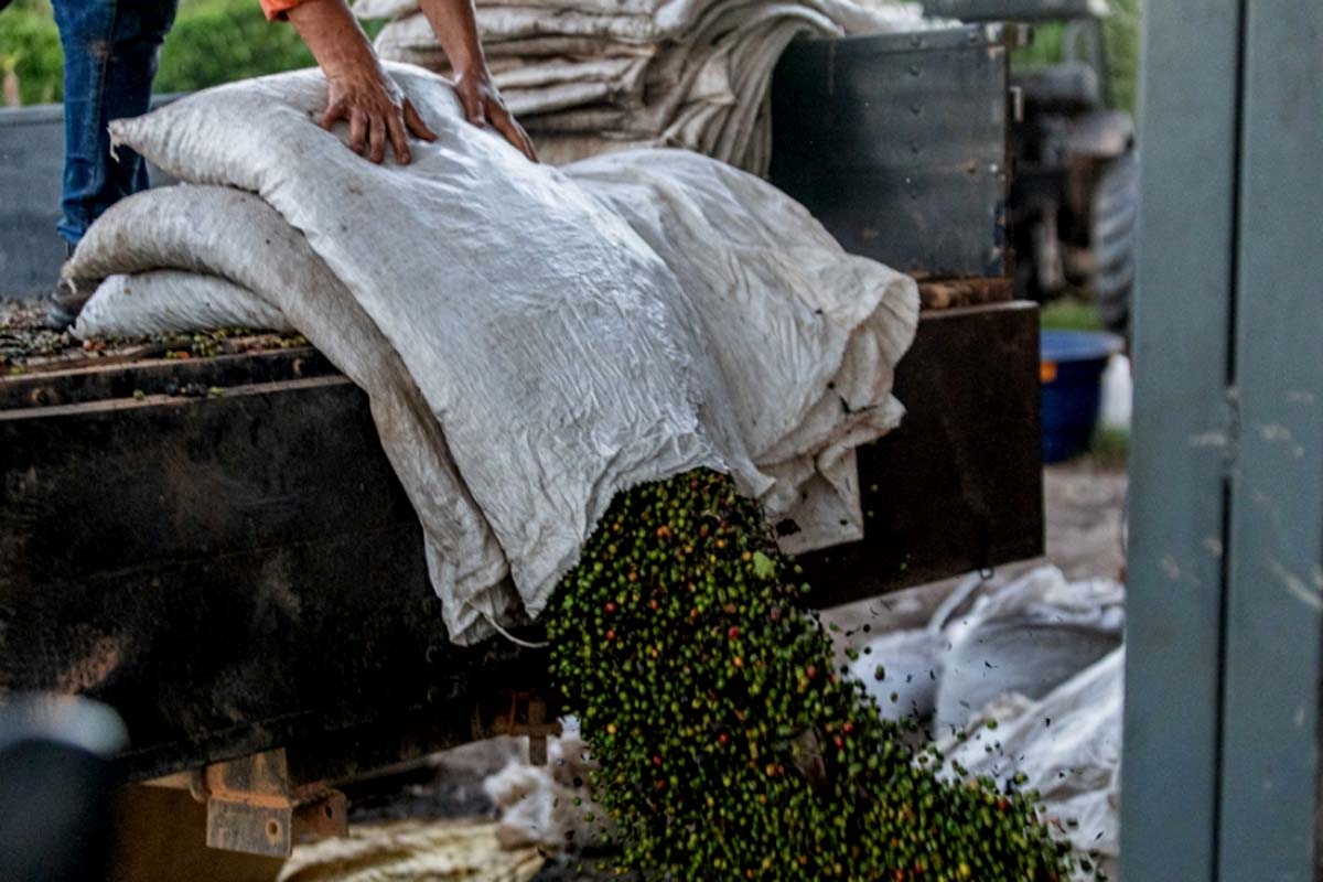 Alero no Agro: novo caminhão agiliza transporte de café em Cacoal