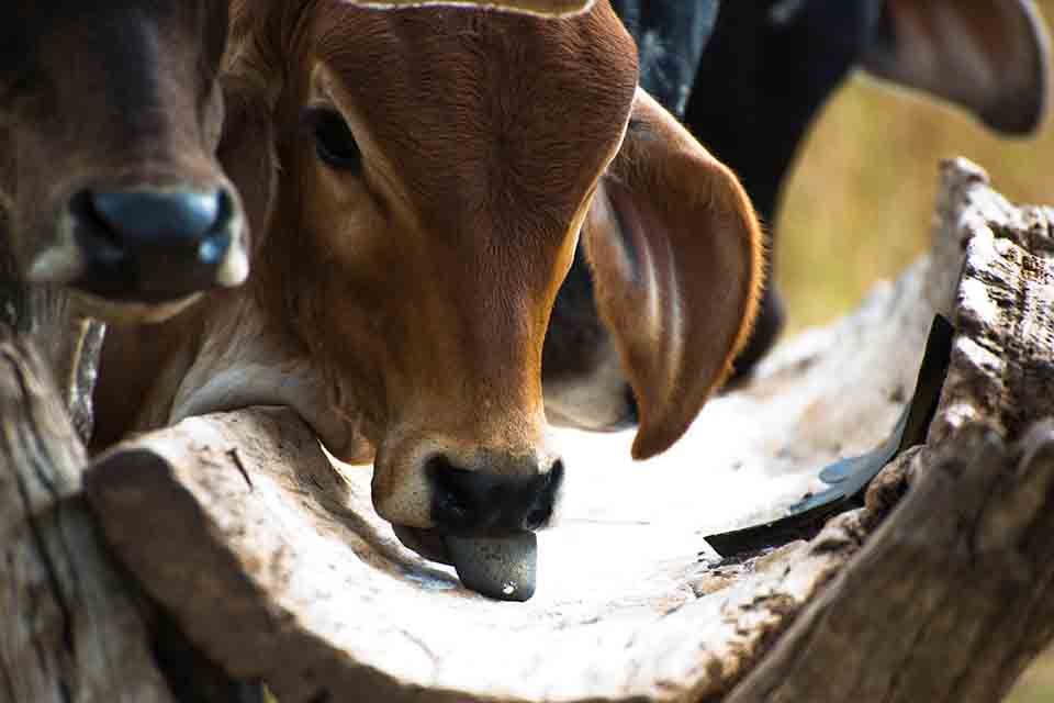 Pecuarista pode perder até R$ 366,00 por cabeça durante a estação seca