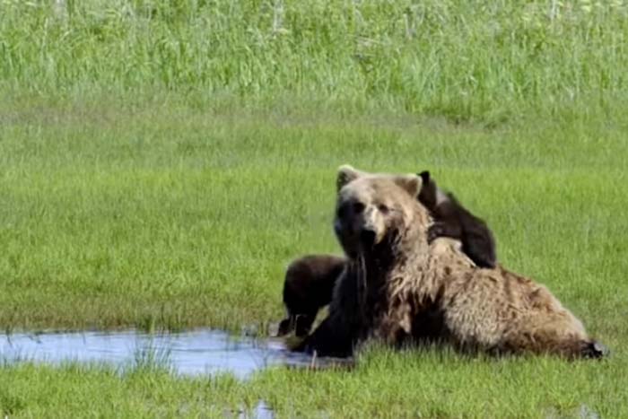 Filhotes irritam mamãe urso em momento de descanso 