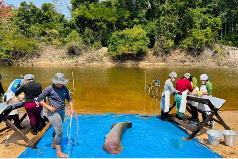 Pesca manejada do pirarucu invasor é iniciada pelo governo de RO na Resex Rio Cautário, em Costa Marques