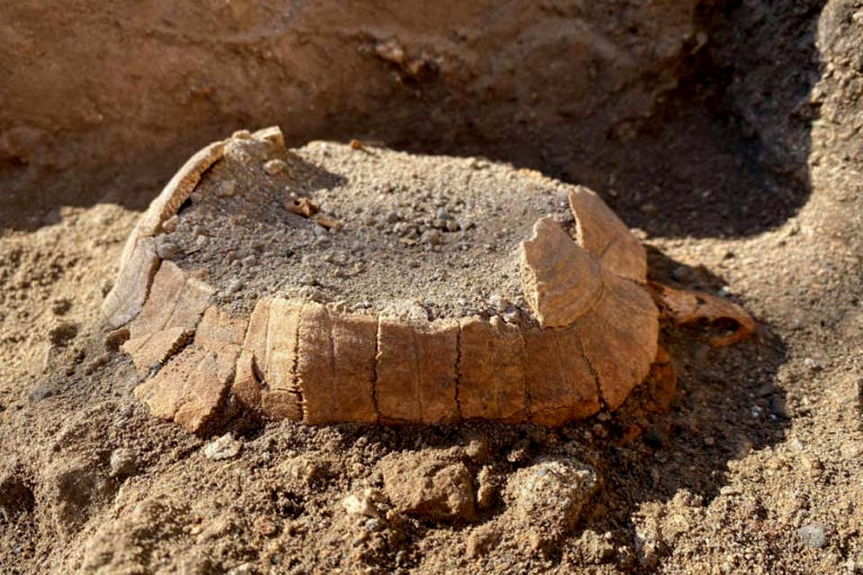 Restos de tartaruga grávida são descobertos nas ruínas de Pompeia 