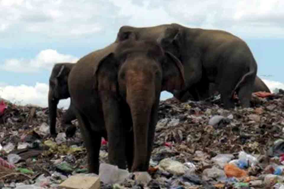 Elefantes morrem após comer lixo plástico em aterro no Sri Lanka