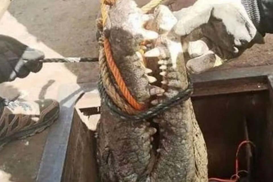 Crocodilo de 3 metros e 199 kg descoberto em sistema de esgoto no México