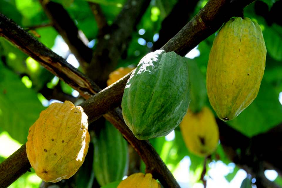 Preços em alta e variedades produtivas despertam interesse de produtores rurais pelo plantio de cacau em Rondônia