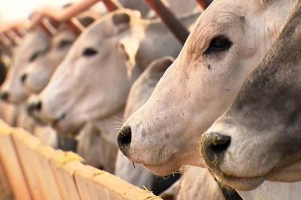 Abate de bovinos no Brasil volta a crescer após dois anos de queda