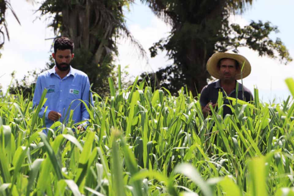 Governo de Rondônia fortalece a pecuária leiteira com ações de consultoria técnica e gerencial em todo o estado