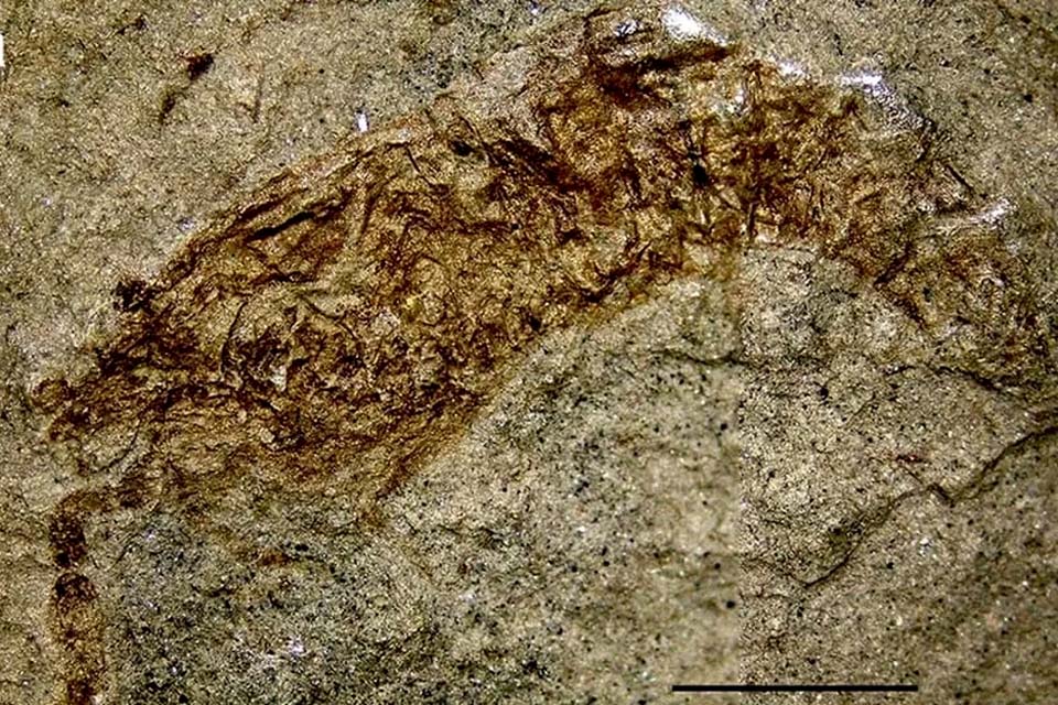 Pesquisadores descobrem fóssil raro de camarão de 120 milhões de anos no sertão nordestino