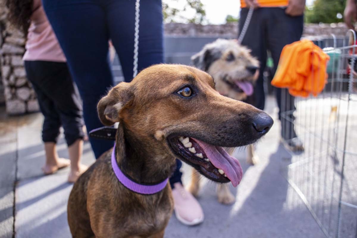 Município publica edital para cadastro e credenciamento de protetores de animais
