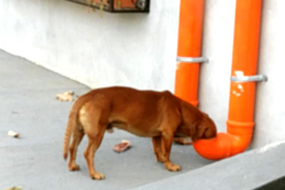 Iniciativa de empresário que garante água e comida grátis para animais recebe elogios