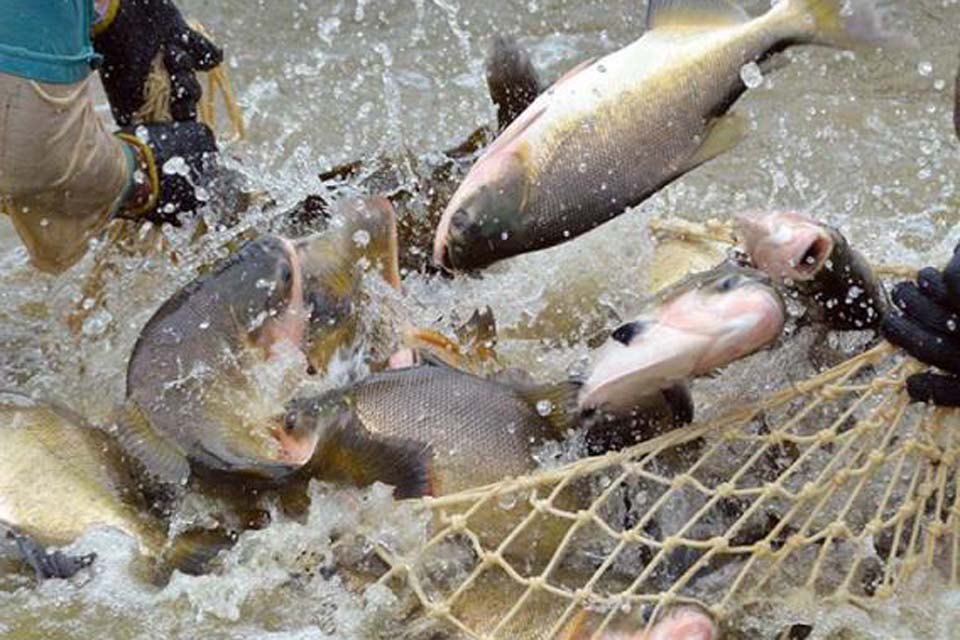 Município é o terceiro maior produtor de peixes em cativeiro do país