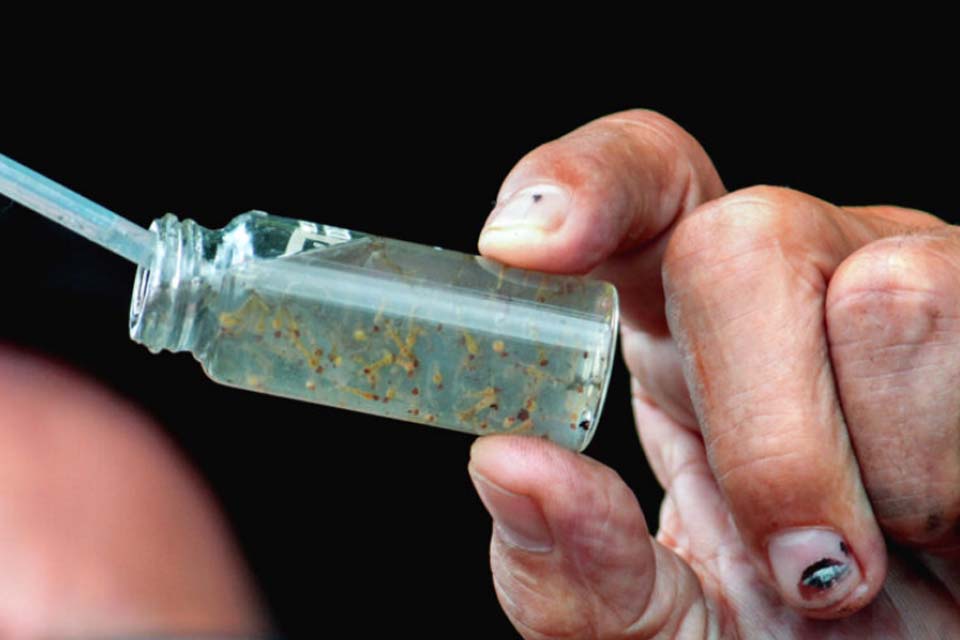 Governo de Rondônia institui “Dia D de Combate à Dengue” em todo o âmbito estadual,que estabelece o dia 16 de março, como marco