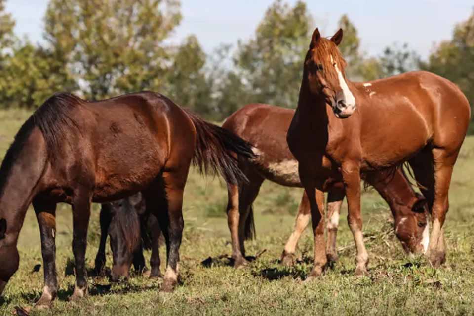 Ração contaminada mata 245 equinos em quatro estados