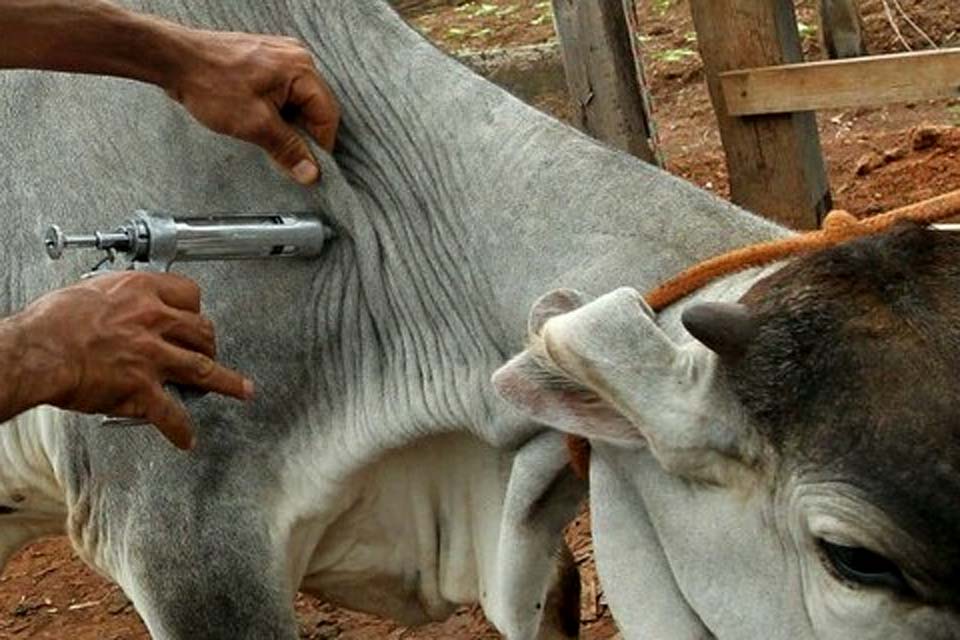 Ministério da Agricultura vai intensificar ações de proteção após suspender vacinação contra febre aftosa
