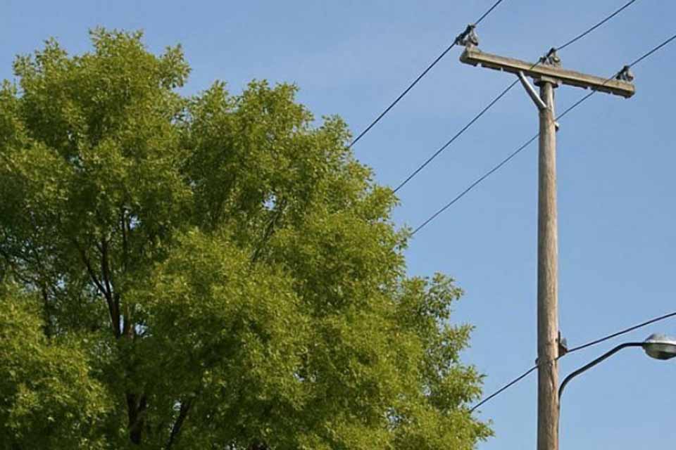 Energisa alerta sobre os riscos do plantio de árvores perto da rede elétrica
