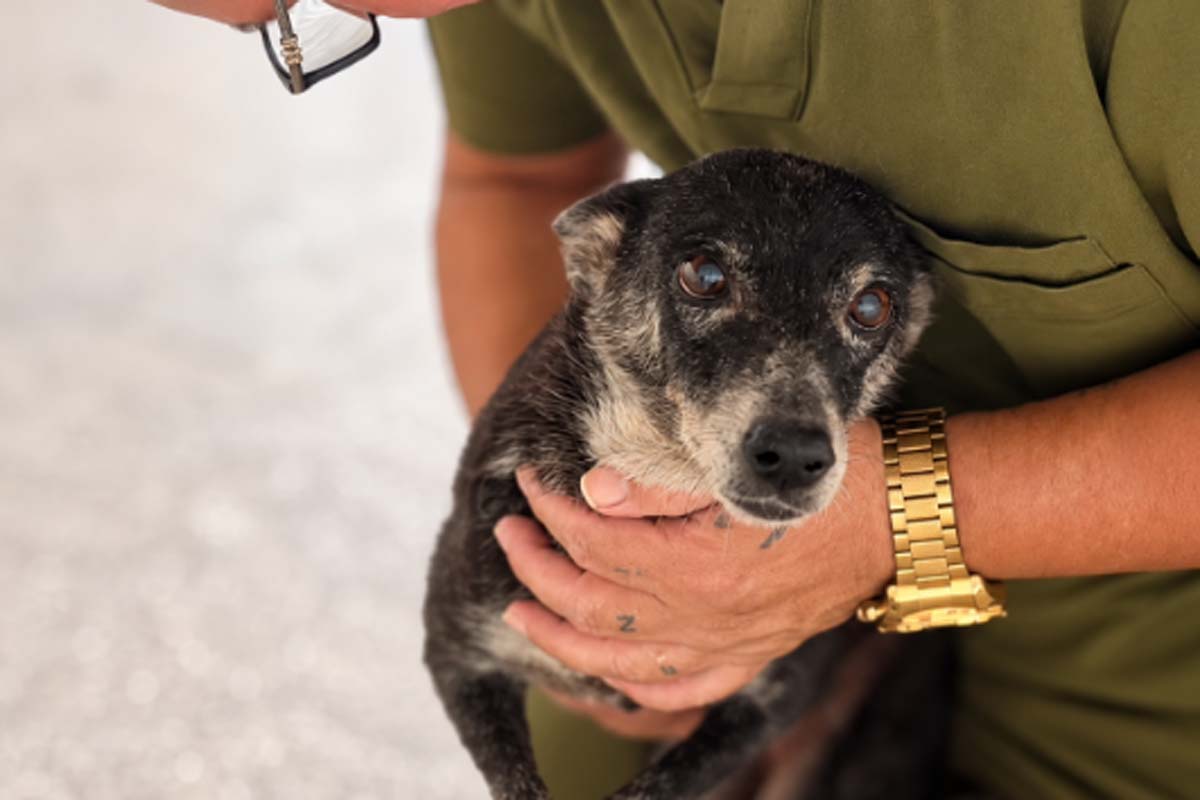 Capitã, uma cadela idosa que só quer um lar para amar no fim da vida