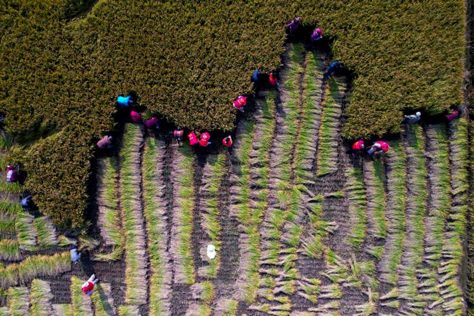 Poluição por ozônio é um empecilho para a agricultura na Ásia, segundo estudo